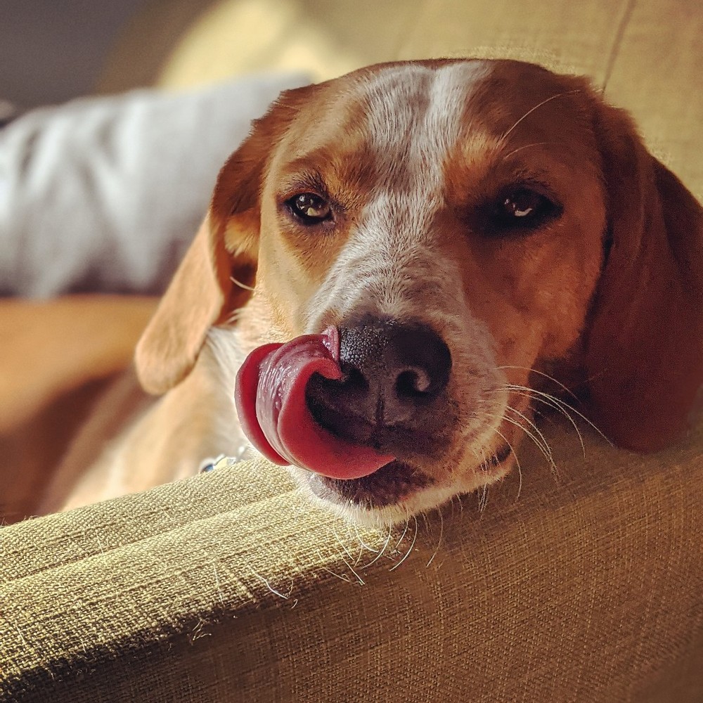 Meet your Posher, Roya